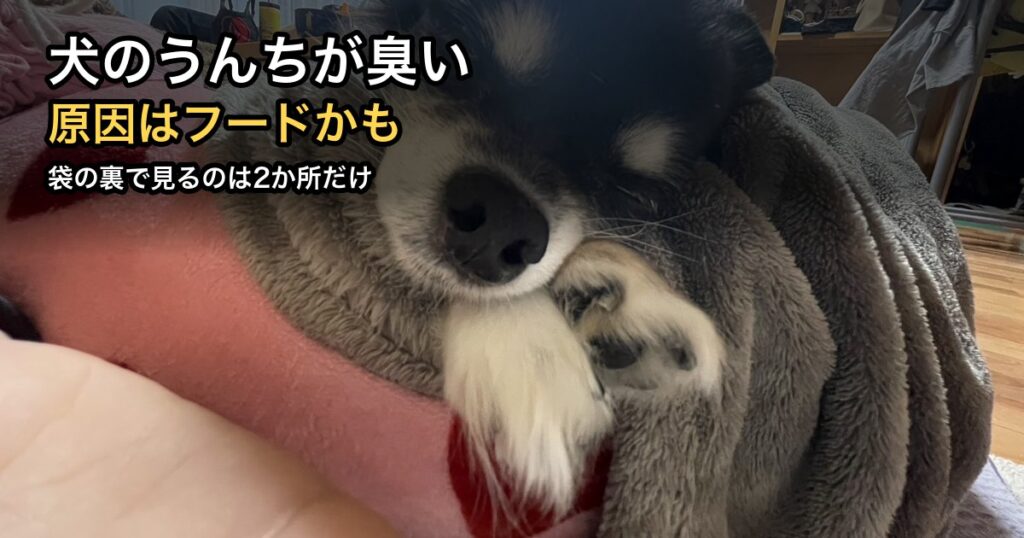 毛布にくるまって眠るチワワ｜犬のうんちが臭い原因とフードの見直し方
