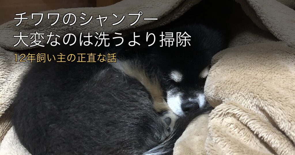 チワワのシャンプー記事のアイキャッチ。毛布にくるまって眠る2代目ぽぽ
