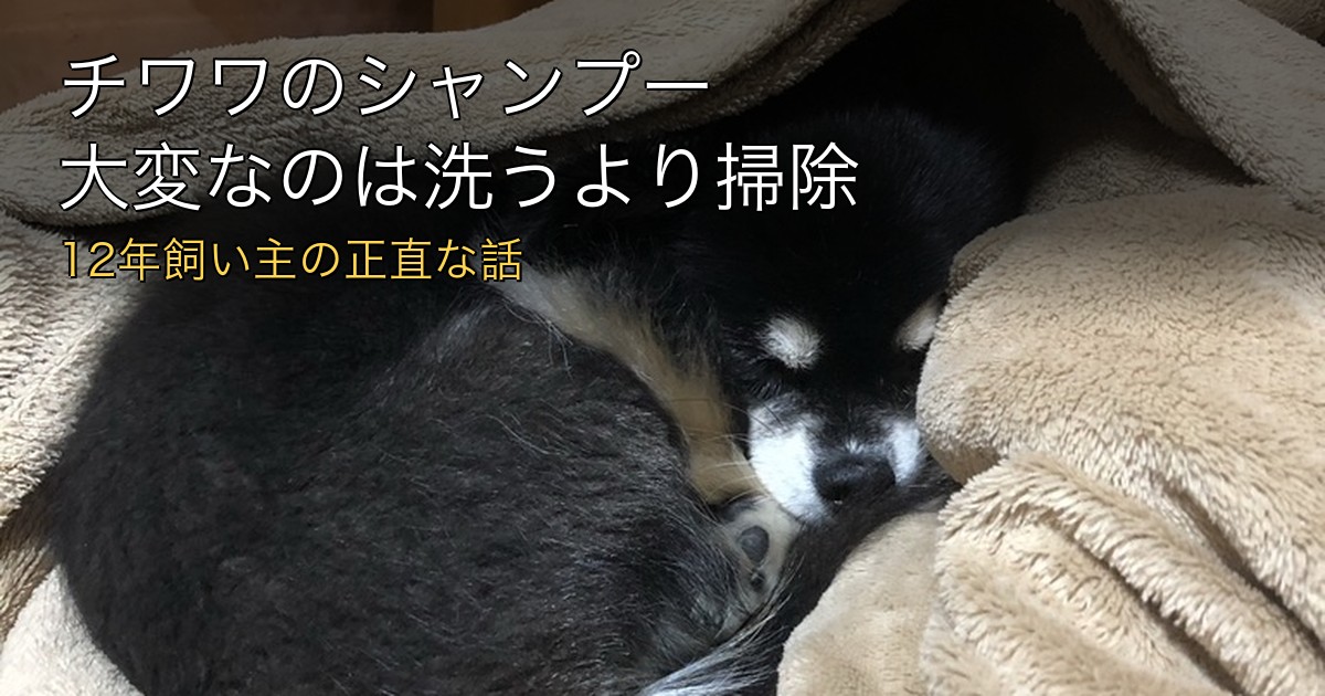 チワワのシャンプー記事のアイキャッチ。毛布にくるまって眠る2代目ぽぽ